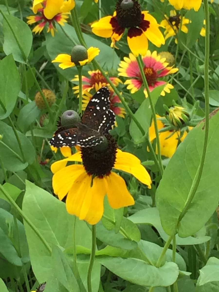 teacherkueger's tweet photo. #wildflowergarden @NISDElemScience #helotesstrong https://t.co/TgnHyAOhgy
