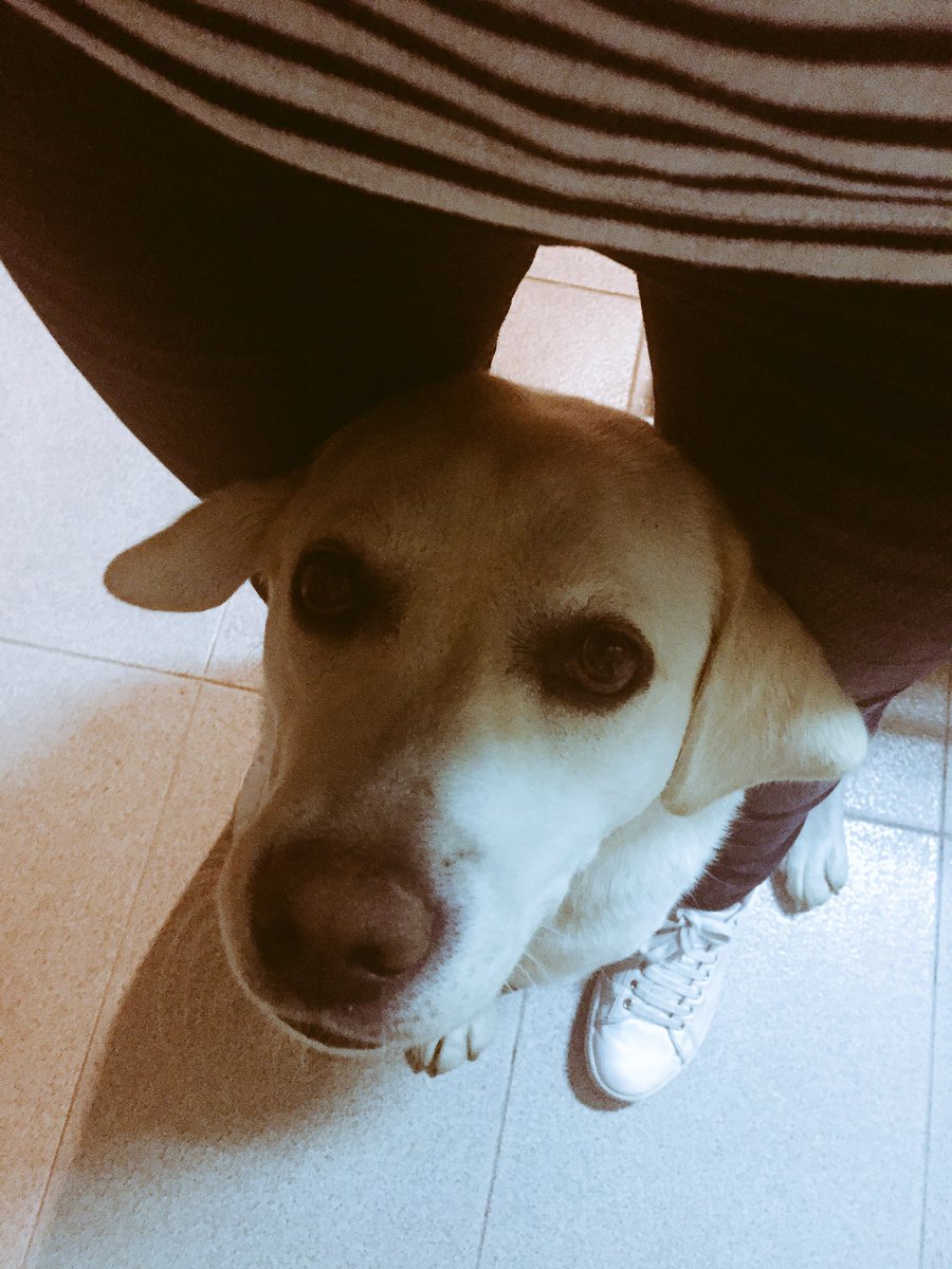 ICacabelos's tweet photo. "Tana-terapia"... Hoy la necesito... #RiasBaixas #Homesweethome #cuatromesesdespués #comocrece https://t.co/JdUwwzQYv4
