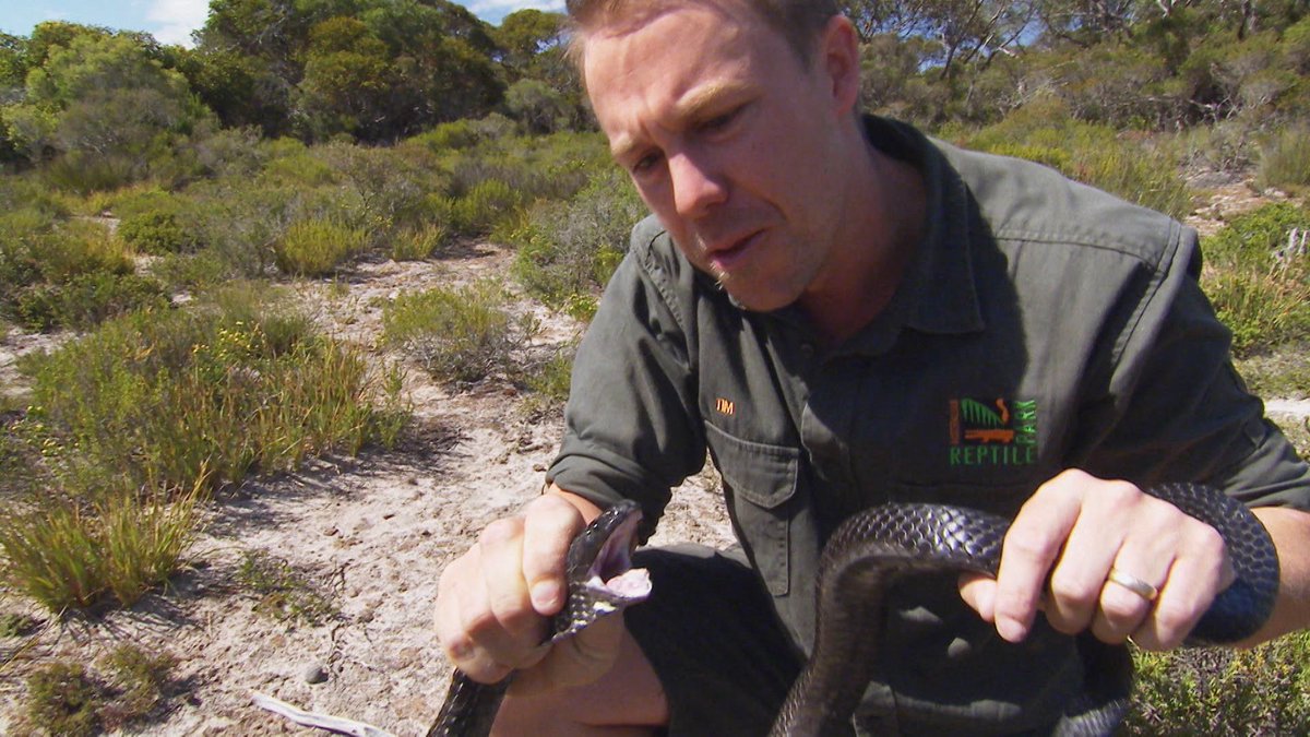 OutbackTimTV's tweet image. Join @Timswildlife on his search for the venomous tiger snake while exploring Kangaroo Island! Saturday on #OutbackAdventures. 🐍