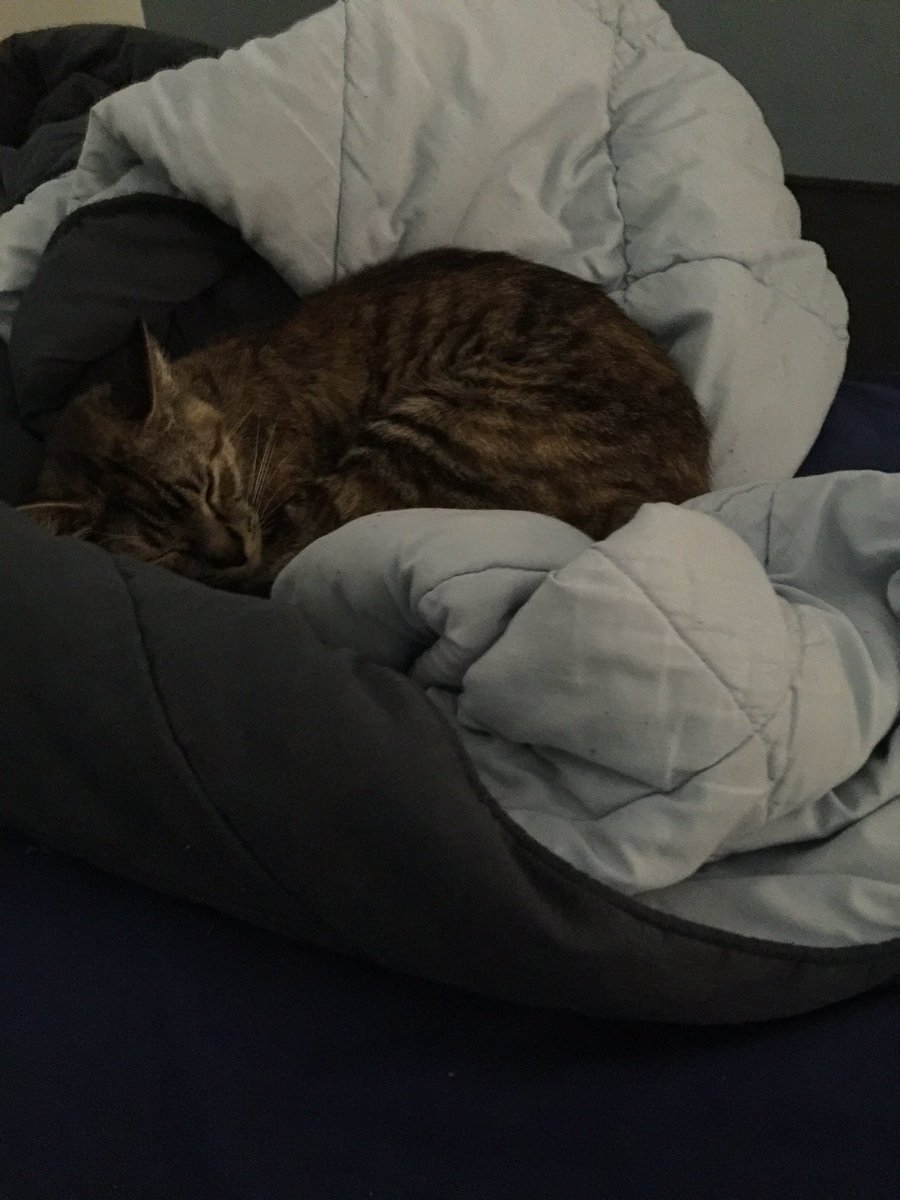 Another obligatory cute cat pic