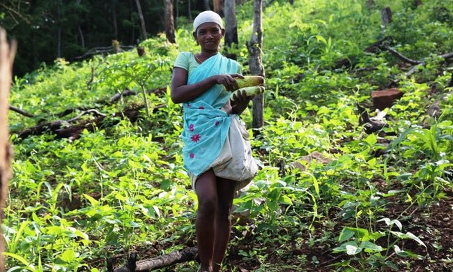 They Lost Their Jungles to Plantations, But These Indigenous Women Grew Them Back ~ yesmagazine.org/planet/they-lo… #ecosystems #environment