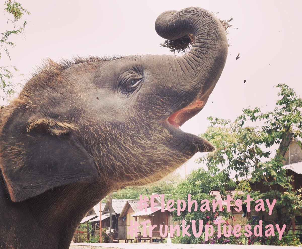 Elephantstay's tweet image. It&apos;s #TrunkUpTuesday with #Elephantstay!

#Elephants #conservation #travel #Thailand #animals #love #AWnotAR
