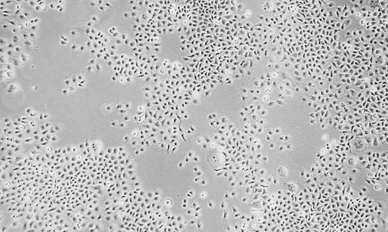 Santa Cruz Biotechnology tweet media