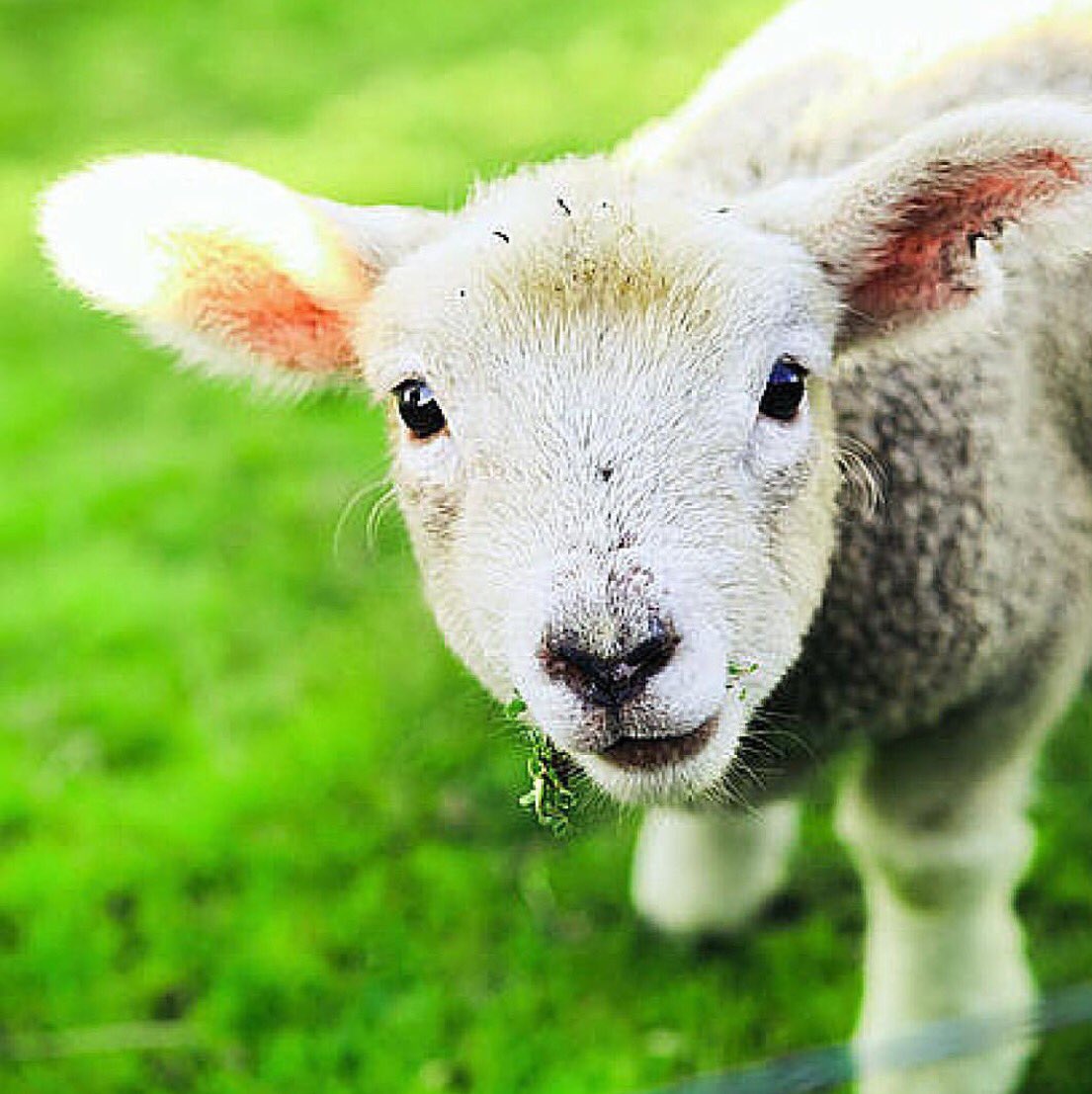 eatlocalmonth's tweet photo. School holiday Fun continues this week at The Farmers place. Animal feeding, cooking classes Visit https://t.co/mlW3BM4OuH for details https://t.co/KUiZCA4r4j