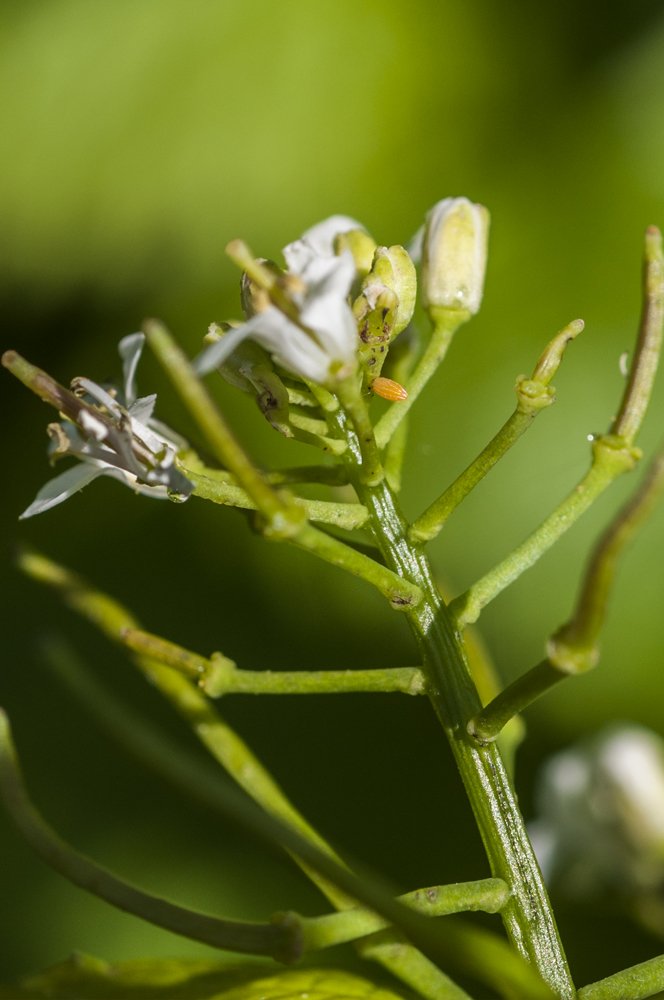 britbutterflies's tweet photo. Now is good time to find eggs of orange-tip. Look on Lady's Smock, Hedge Mustard &amp;Honesty. Eggs turn orange as they age. @savebutterflies https://t.co/GudUNNjJ5k