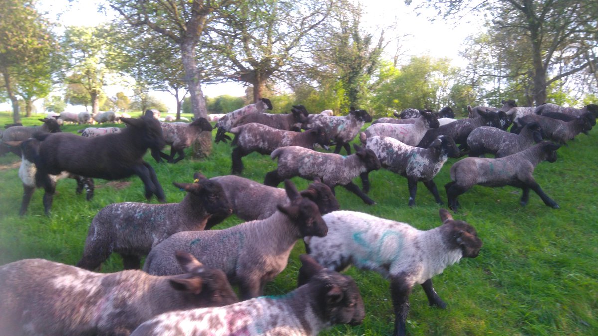 thestallsfarm's tweet photo. Late for the #grandnational2017 but #lambraces are in full swing here. My money's on No20 #sheep365 #Lambing2017 #countryfile #mulesheep https://t.co/sOU20MGupj