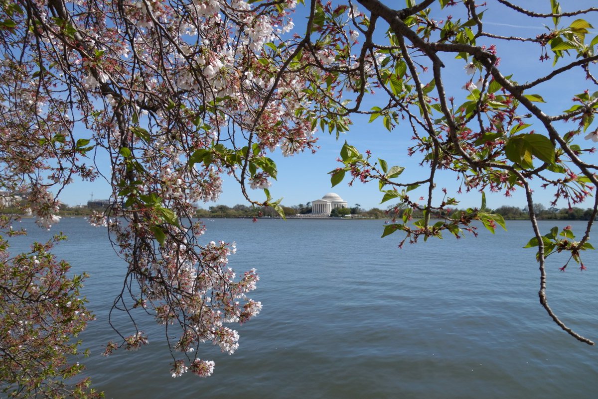 It's a beautiful day in the nation's capital! Perfect weather for a stroll down to the tidal basin to catch the remaining cherry blossoms...