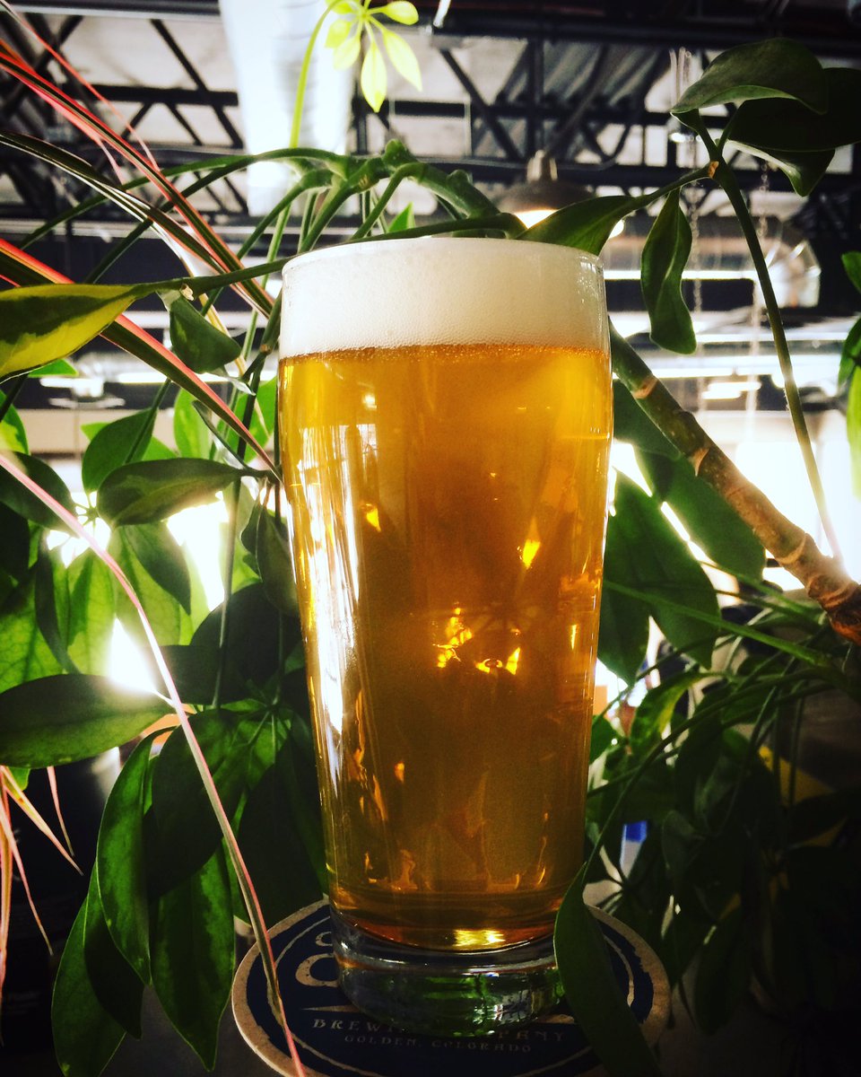 #SingleHopElla on tap now! Strong flavors of pineapple and melon backed by subtle floral and spicy notes. #SingleHopIPA #CannonballCreek