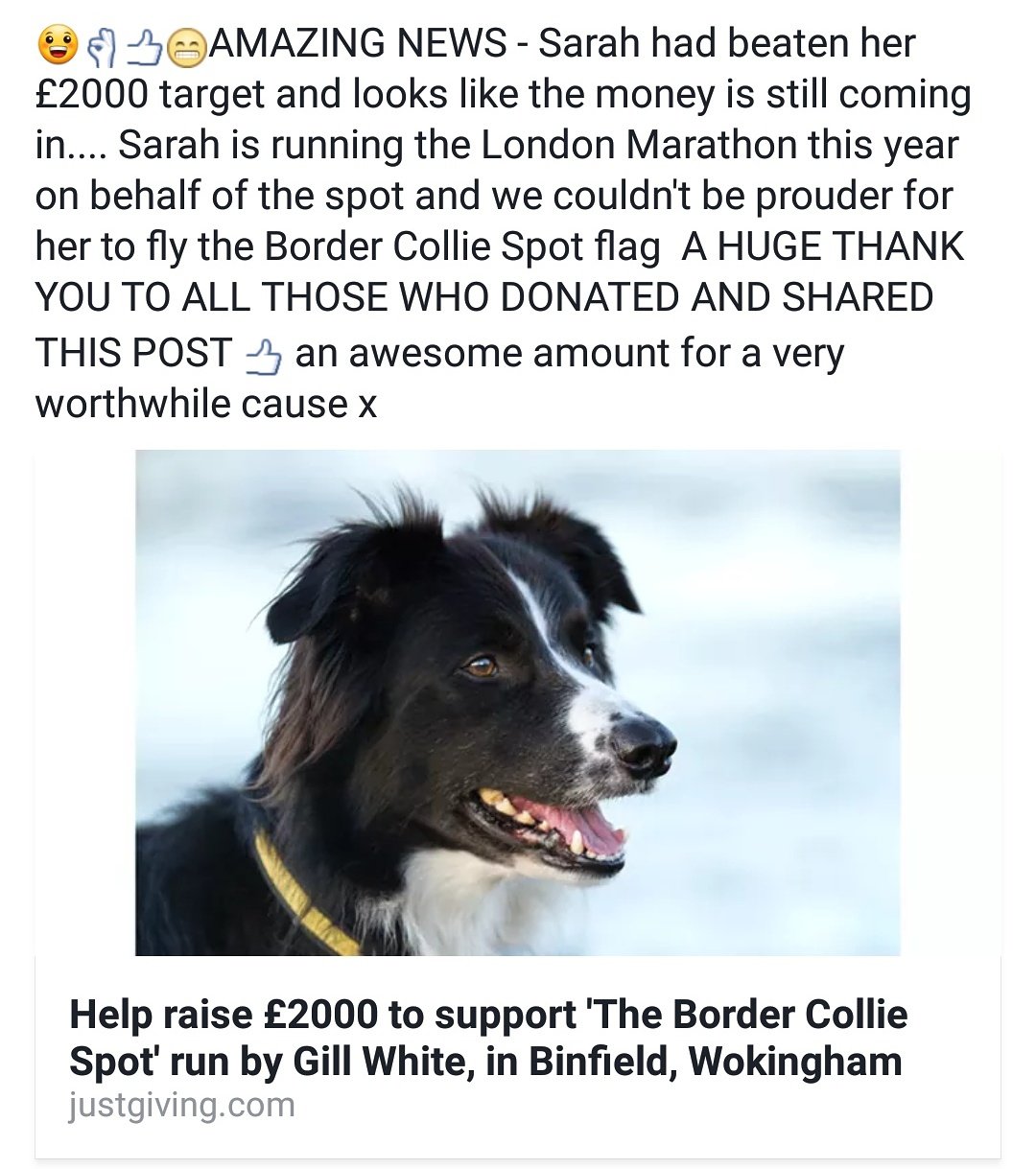 Border Collie Spot Thebcolliespot Twitter