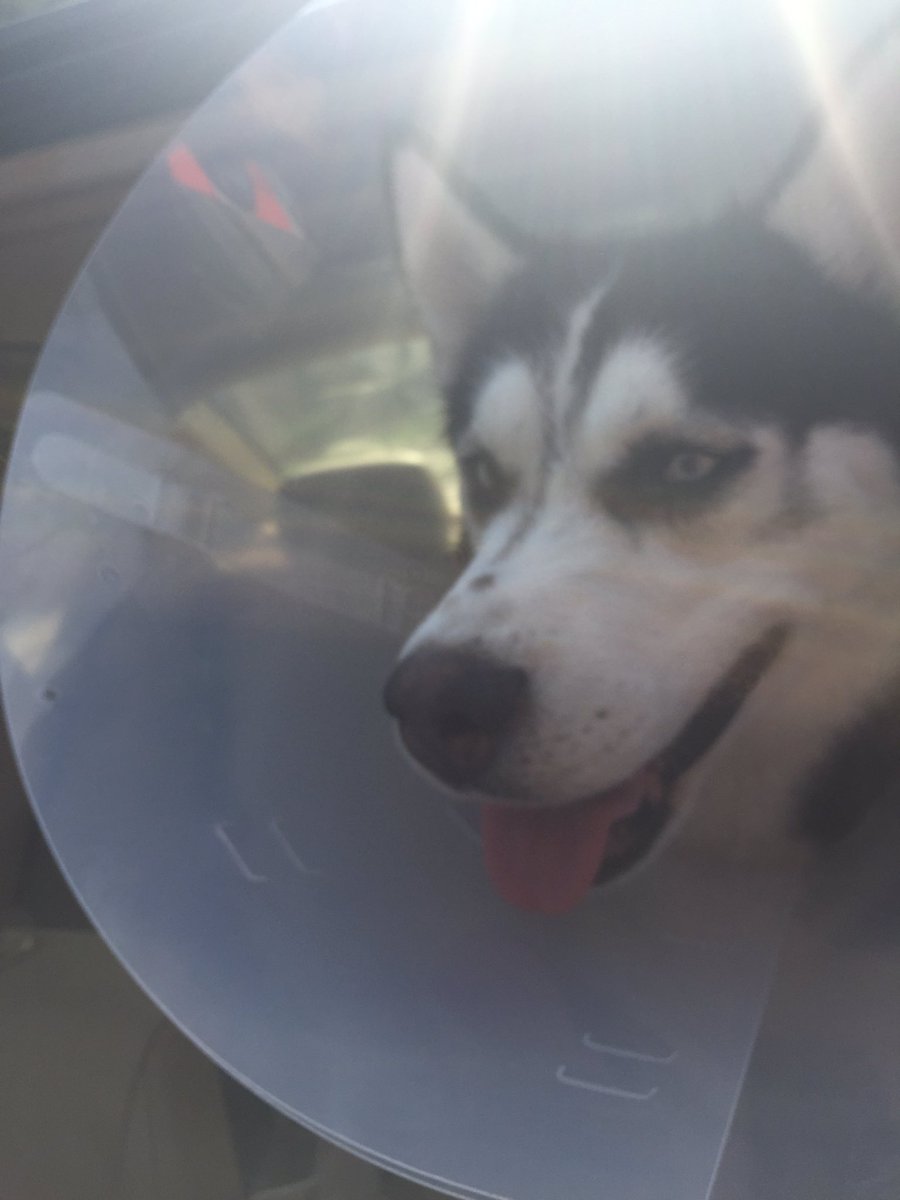 CharmCityCompan's tweet photo. Spay neuter transports https://t.co/QwD5i7AIh1