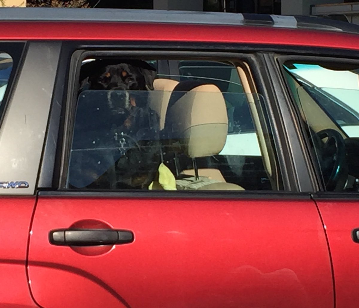 DogsInCarWindow tweet picture
