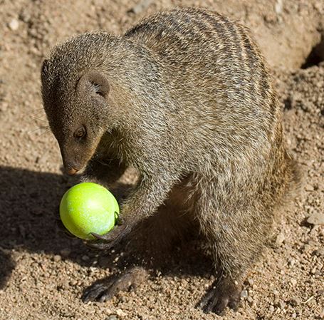 WarwickDenver's tweet photo. #Easter is a week away! What are your weekend plans? @DenverZoo is having a Dino Egg Scavenger Hunt. Only 10 mins from the Warwick Denver https://t.co/wi7TTSluv1