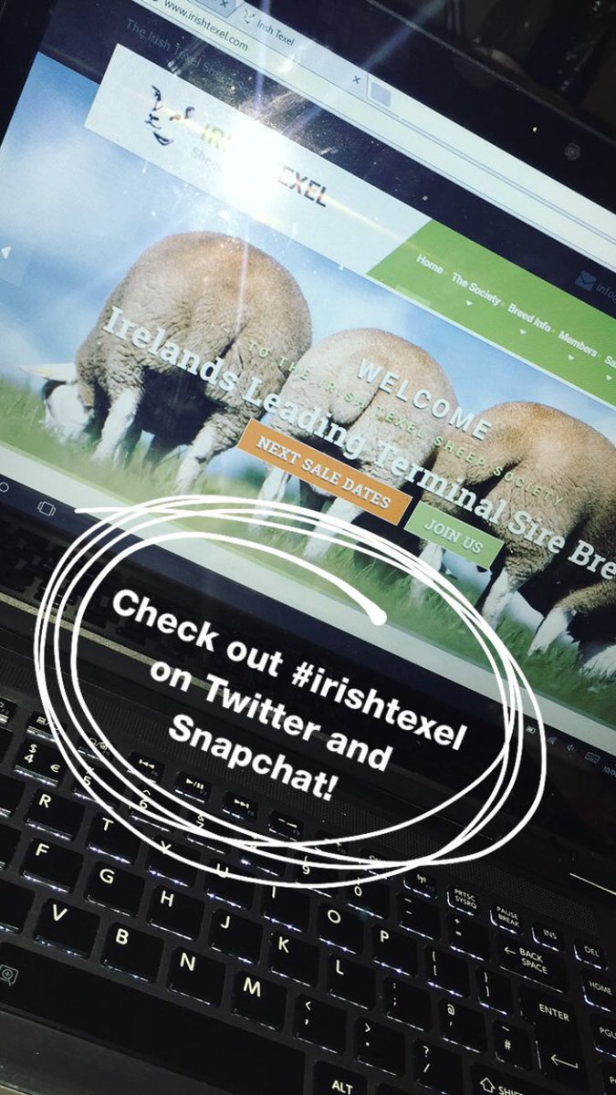 Irish Texel (@irishtexel) on Twitter photo 