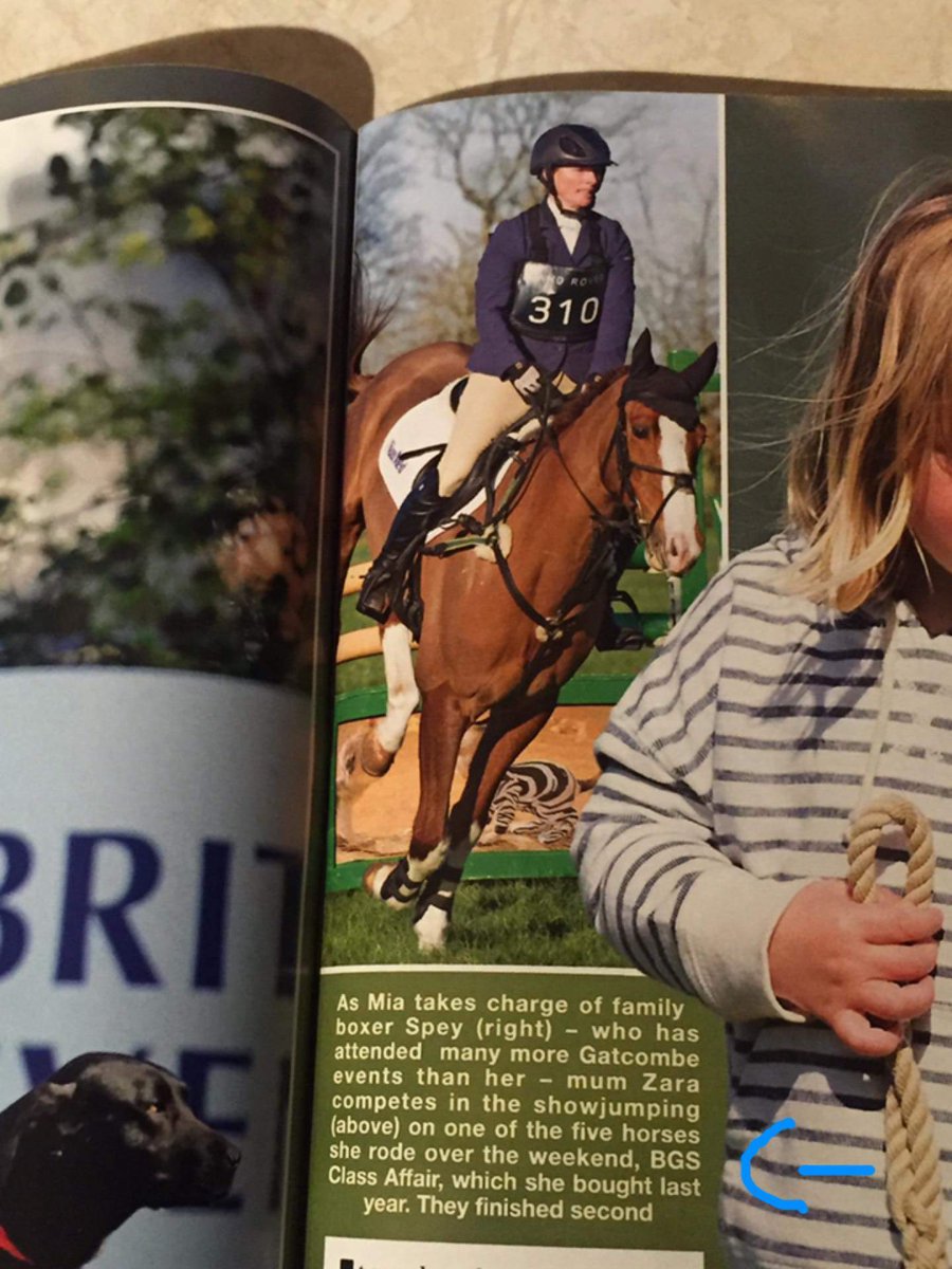 BGS Sport Horses tweet media