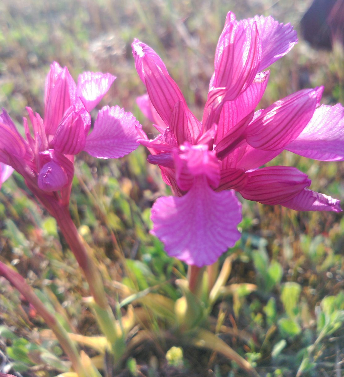 lunita1ssb's tweet photo. #ParqueelCuartillo #Cáceres #AnacamptisPapilionácea (Orquídea Mariposa) https://t.co/FxdKZe5oqW