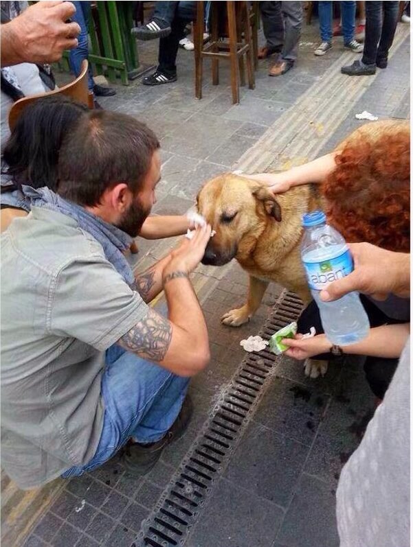 oscarcallest's tweet photo. "Mascotas han resultado afectadas por bombas lacrimógenas" MALDITA SEA RESGUARDEN A LAS POBRES MASCOTAS. ELLAS NO TIENEN LA CULPA https://t.co/o9lnKtvTOL