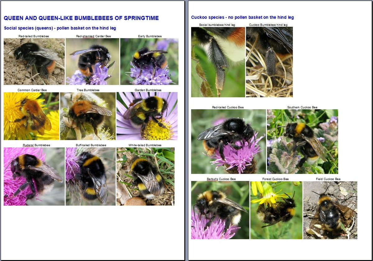 StevenFalk1's tweet photo. @BumblebeeTrust @Wildlife_UK Just had to produce this queen bumblebee crib sheet for an event, so thought I'd share it with the world https://t.co/pVpNB9Xb8x
