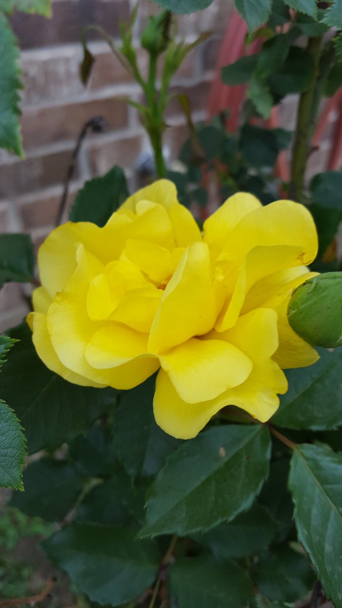 ChaoticFarm's tweet photo. #yellowrose https://t.co/87N7uZqCG6