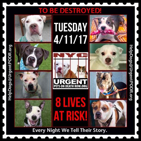 TO BE DESTROYED 04/11/17 -  
To rescue a Death Row Dog, Please read ...
nycdogs.urgentpodr.org/to-be-destroye…
