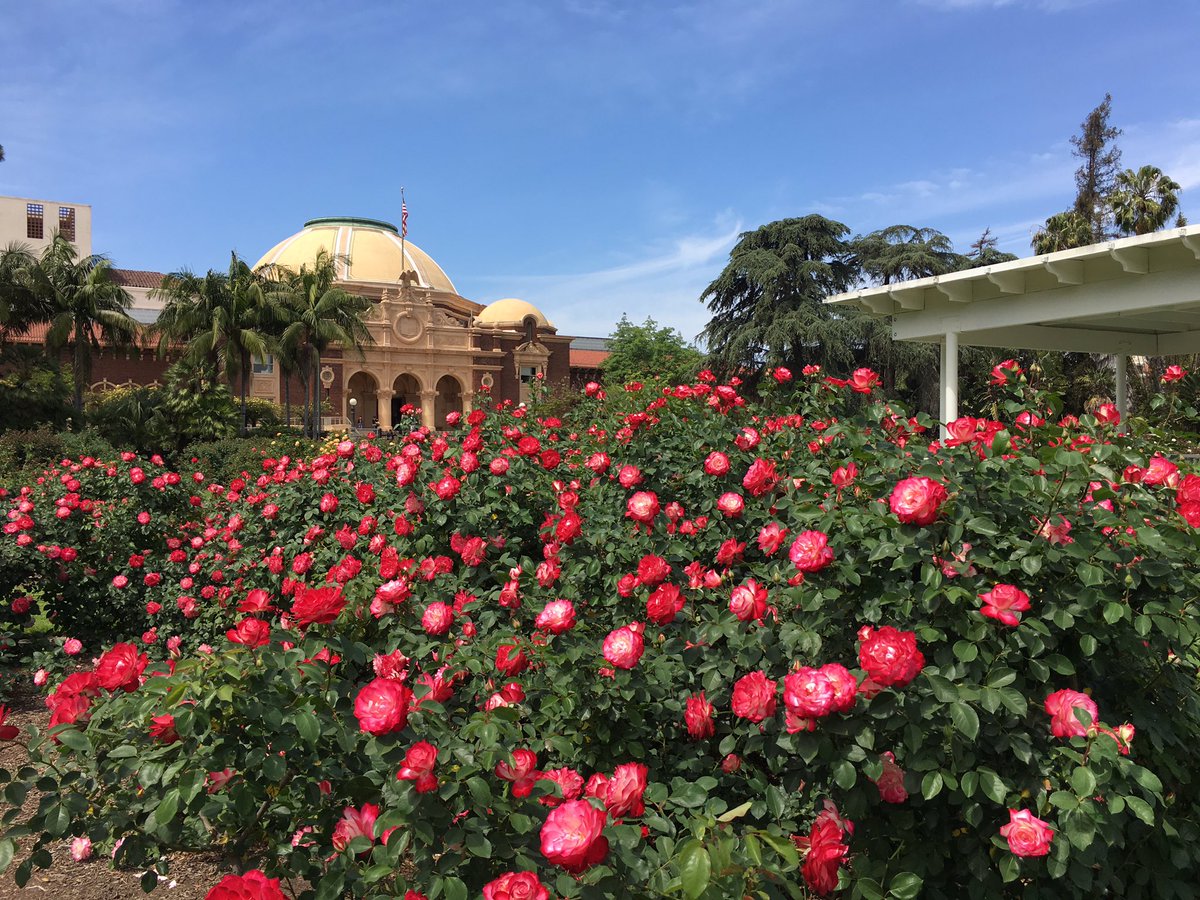 Roses are coming out in full force at the exposition park rose garden #losangeles