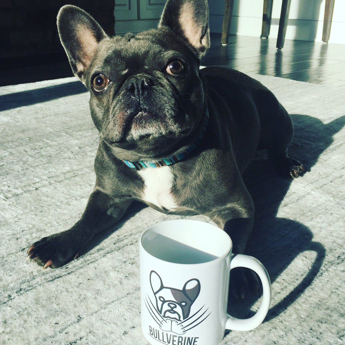 SmokeyYeley1's tweet photo. I'm pretty sure this is me on this mug?? #SmokeytheBullverine https://t.co/IgzUG2tjc4