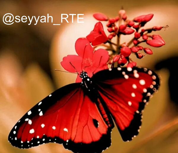 mirbey2007's tweet photo. @aciz4321 @eliflal_ @38Orhanates @ozlem_mcfc @CuneytYonet @pir_zana @fb_ugurkaya  https://t.co/6Pf2Sjt7a5