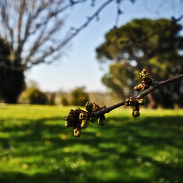 Quelles #fleurs promettent ces minuscules bourgeons ? Celles, magnifiques, de cerisiers sauvages ! #printemps