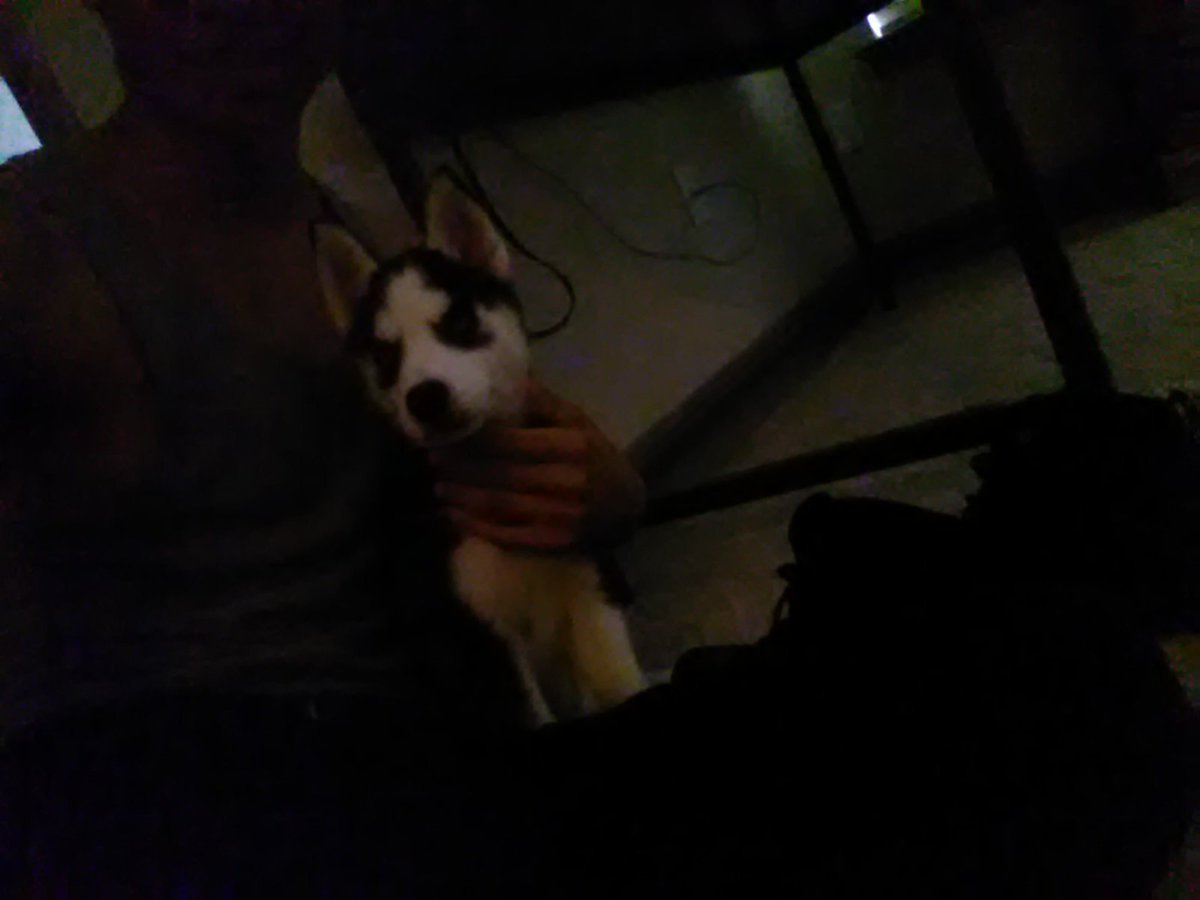 SpookyWarehouse's tweet photo. We just got a pure bread husky! Say hello to Anna. https://t.co/0Nr114J0H5