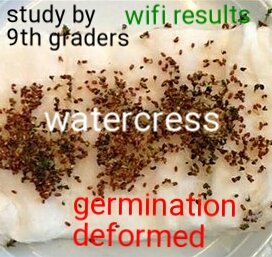 OakleyCellTower's tweet photo. #wifi #study by 9th graders.
Watercress germination
#deformed #healthy #nowifi
#Nonionizing #NIR #nonionizingradiation #publichealth #effect https://t.co/vu5mc5bAc8