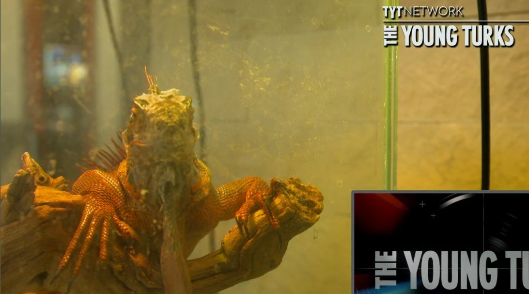 TYTLizard's tweet photo. Over so soon! Bye-bye #tytlive! It was so lovely talking again!! https://t.co/2DzdyQ7NWj