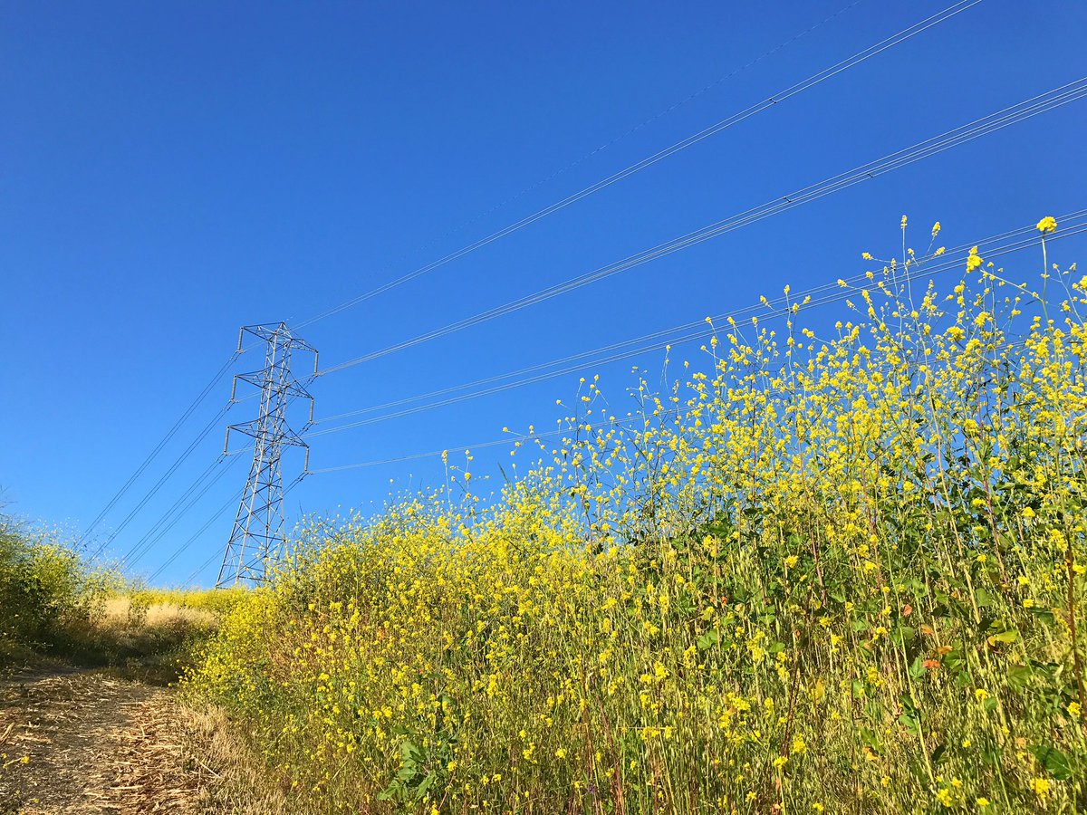 KeithAndrewRowe's tweet image. #PowerLinesAndMustardFields
#WhitingRanch 
#SoCal #TheOC #Hiking