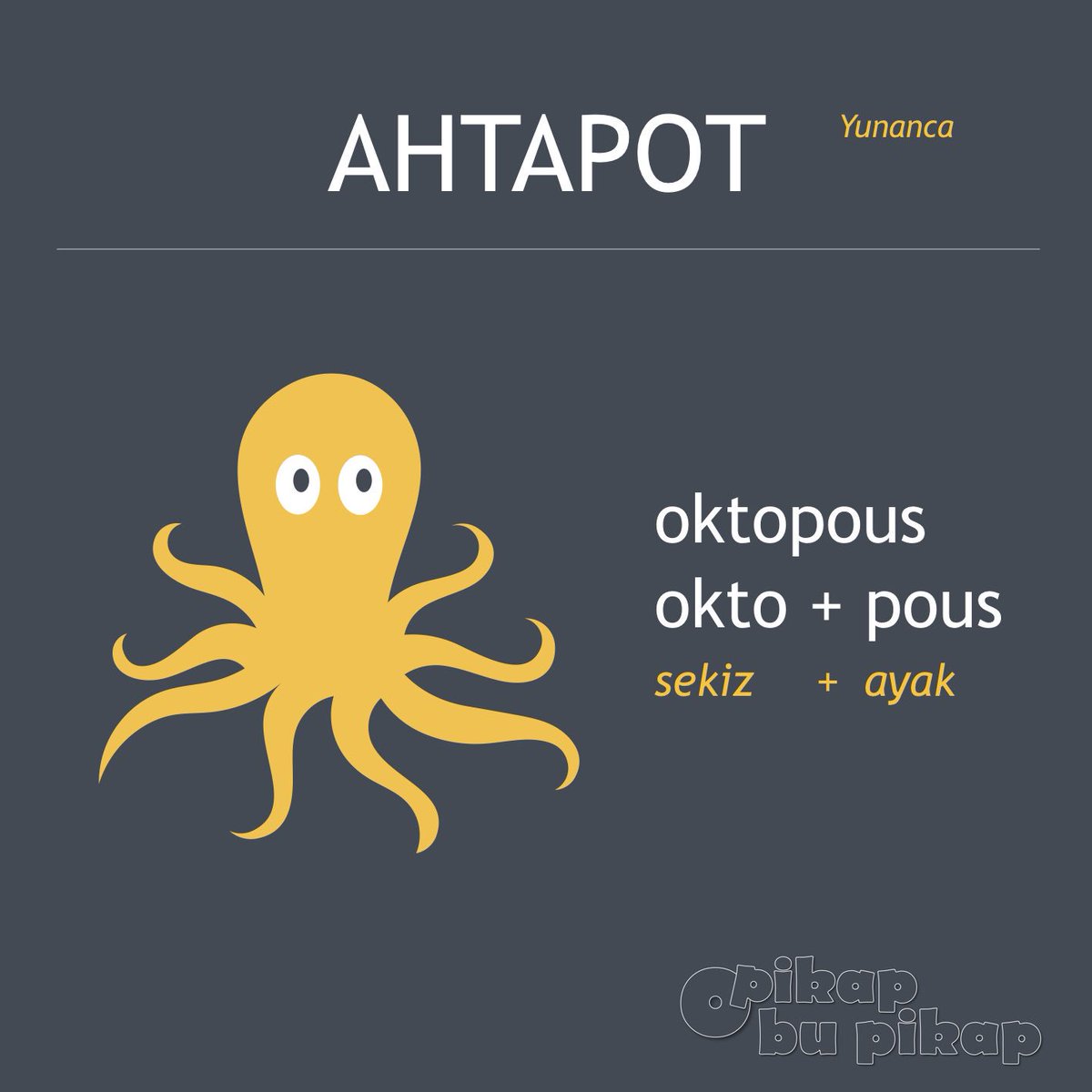 OKTOpous 8 ayak, OKTOber 8. ay! Neden mi? Uzun mevzu, ancak instagrama sığdı. Profilden ulaşabilirsin. #ahtapot #sekiz #ayak #balık