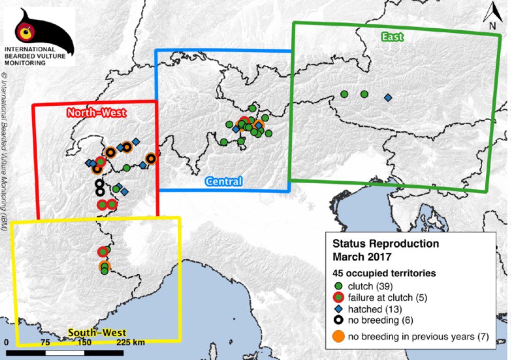 4Vultures's tweet image. One of the best wildlife comeback stories ever - from 0 to 45 pairs of bearded vultures in the Alps in 30 years. See 4vultures.org/news