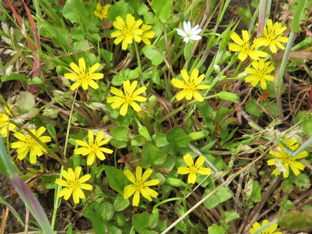 Yoshio Ichikawa Twitterissa 春の七草の ホトケノザ はこの コオニタビラコ Nipplewort キク科 の事である 横浜市内では田んぼが珍しい存在 田んぼに群生していたコオニタビラコは遠い昔の記憶 だったが その野草が残された水田に群生していた 新治市民の森4