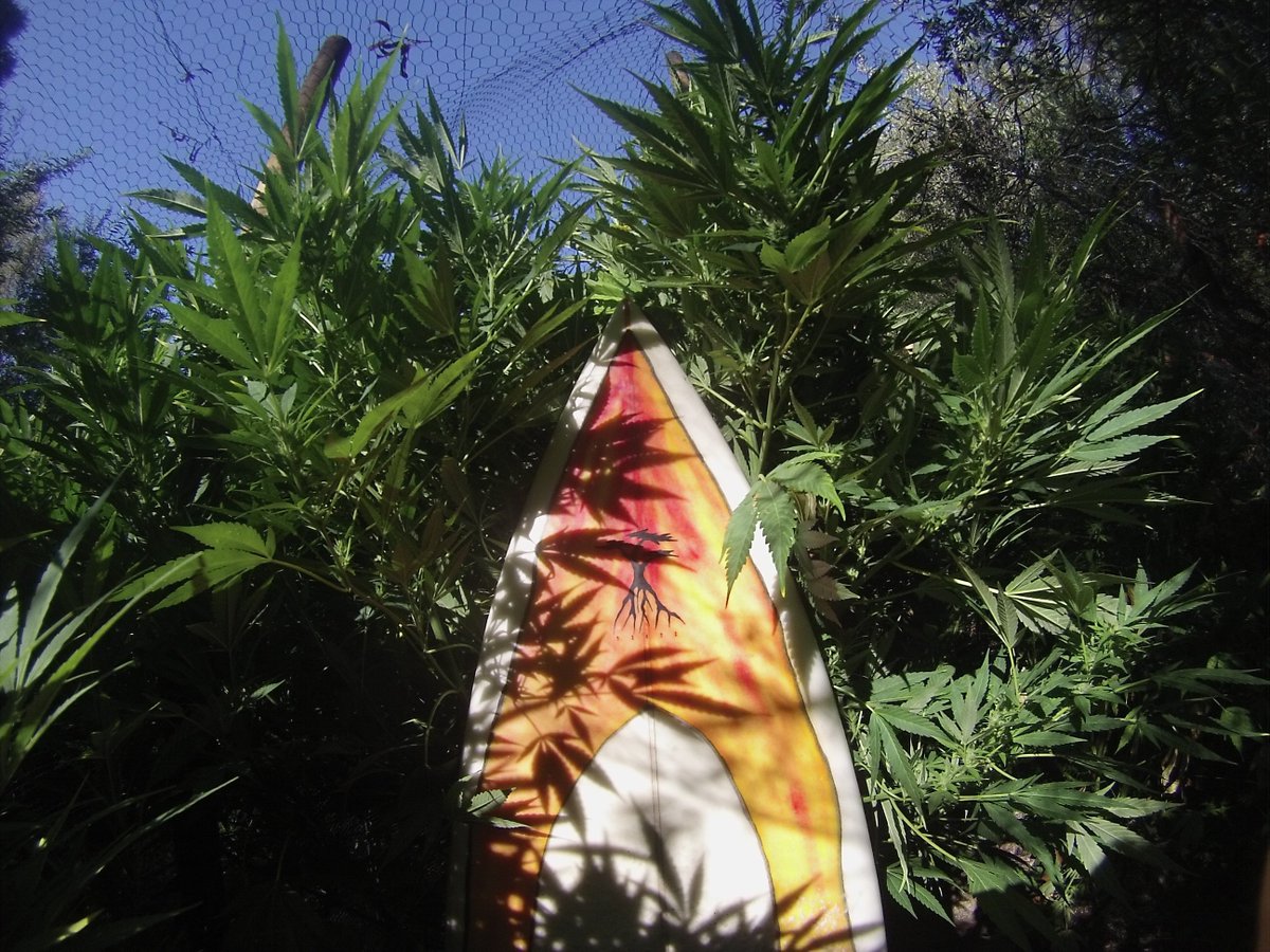 mendoherb's tweet photo. Being our 215th tweet
It is important we recognize #Proposition215 in regards to current marijuana legalization trends. https://t.co/N0v18ZKO1h