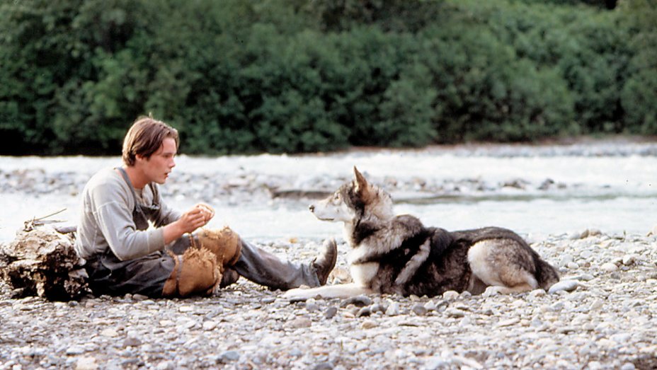 “The Wild still lingered in him and the wolf in him merely slept.” - White Fang #classicfilm #wolf #Wolfeducation