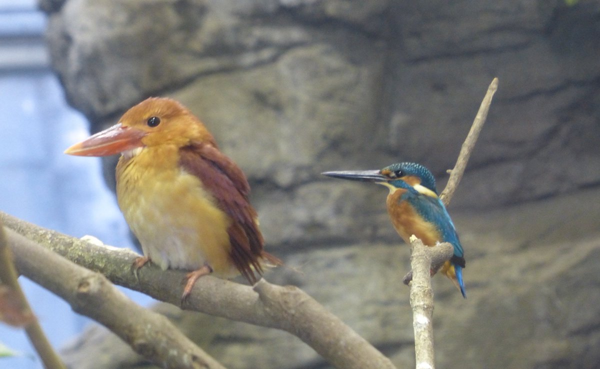 上野動物園 公式 アカショウビン 左 とカワセミ 右 の２ショット 同じカワセミ科ですが 両者を比べると体色だけでなく体の大きさも異なります 現在 東園 日本の鳥 でご覧いただけますので ぜひ観察してみてください