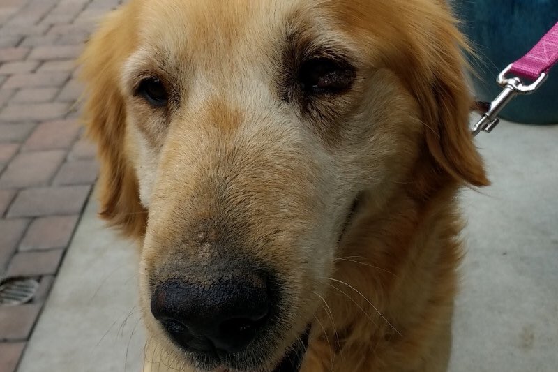 SCGoldenRescue's tweet photo. OLD GOLDEN DUMPED W/CANCER Cleo 11yo left to die in a shelter Tumors, pyometra &amp;  pneumonia We need your support https://t.co/AoljGZQJR1 https://t.co/Y8ZhXEwghd