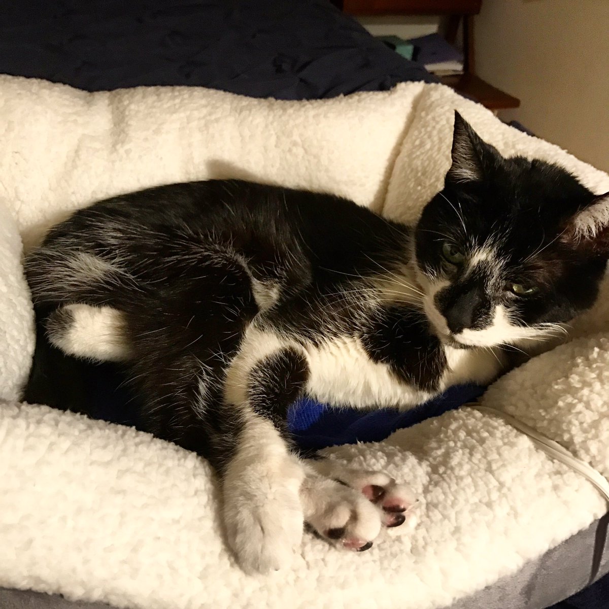 Bella (Meow) tweet media