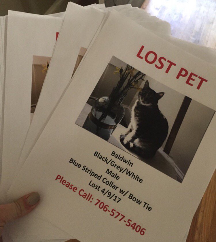 #EastAtlanta, please be on the lookout for this cat. #MissingPet