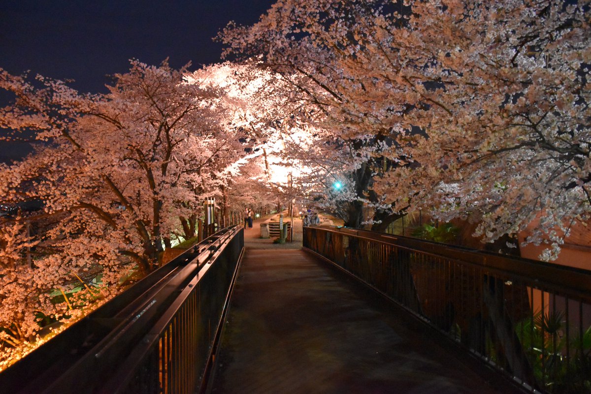 jaフルーツ山梨 甚六桜 菱山支所管内にある 勝沼ぶどう郷駅 周辺に 約600本の桜 甚六桜 が植えられています 桜の回廊が出現し桜の中を走る電車が鉄道ファンにも人気があります また 夜にはライトアップされ幻想的な光景を楽しむことができ jaフルーツ山梨 甚六桜 菱山支所管内にある 勝沼ぶどう郷駅 周辺に 約600本の桜 甚六桜 が植えられています 桜の回廊が出現し桜の中を走る電車が鉄道ファンにも人気があります また 夜にはライトアップされ幻想的な光景を楽しむことができ