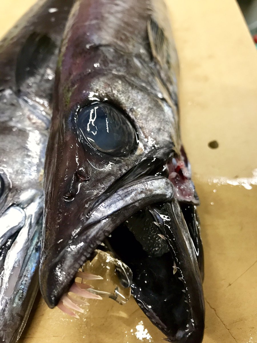 男前みよし鮨 クロシビカマス スミヤキ 入荷しました 身は柔らかいですが 脂が物凄く乗っていて 非常に美味しい魚です 秘伝のタレで煮付け 最高だと思います 鮨 寿司 湘南 藤沢 Sushi 男前みよし鮨 日本食 魚 神奈川 T Co 男前みよし鮨 クロシビカマス スミヤキ 入荷しました 身は柔らかいですが 脂が物凄く乗っていて 非常に美味しい魚です 秘伝のタレで煮付け 最高だと思います 鮨 寿司 湘南 藤沢 Sushi 男前みよし鮨 日本食 魚 神奈川 T Co