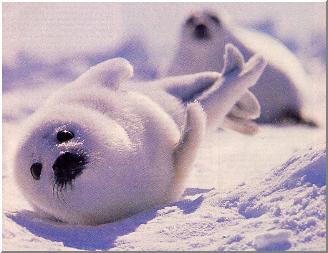 #GoodNightWorld #sealhunt resumes in a few hours...tell <a href="/JustinTrudeau/">Justin Trudeau</a> simply unacceptable: harpseals.org/help/letters_a… #fightthegoodfight