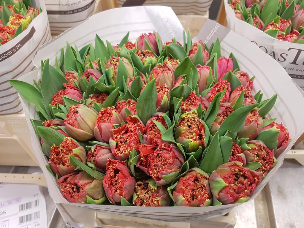 SiemMunster's tweet photo. Effe buurten bij #Floraholland #Aalsmeer.   Mooie #Tulpen van @CoasTulip1 https://t.co/KEIymcLDja