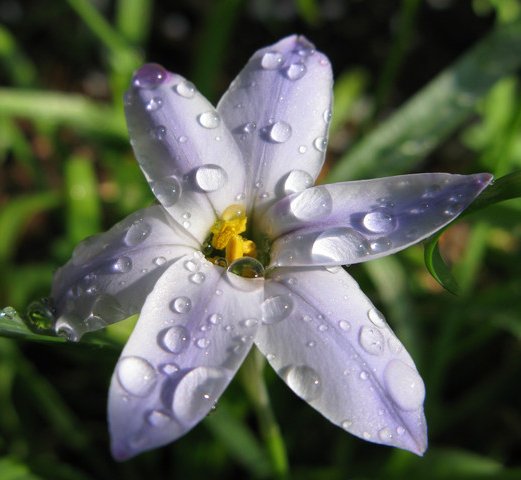 切ない花言葉 イフェイオン 星形の花が1輪ずつ咲き誇る花 南米では 寝るときにイフェイオン の花びらを枕の下に置いて 好きな人を夢に見たら両想いという花占いが存在します 花言葉は 星に願いを