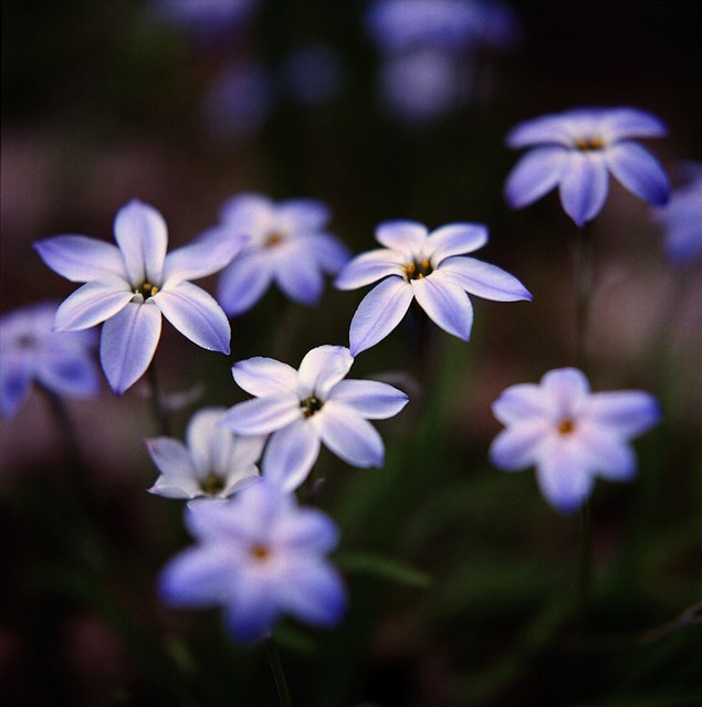 切ない花言葉 イフェイオン 星形の花が1輪ずつ咲き誇る花 南米では 寝るときにイフェイオン の花びらを枕の下に置いて 好きな人を夢に見たら両想いという花占いが存在します 花言葉は 星に願いを