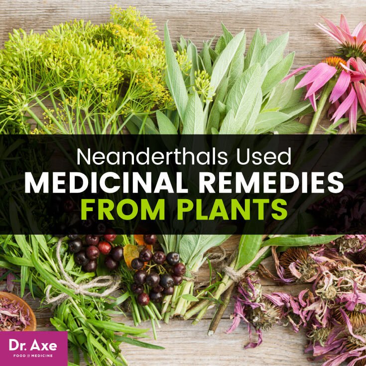 AltMedBlogs's tweet photo. Neanderthals Used #Medicinal #Remedies from Plants https://t.co/EuKO7HHRfL https://t.co/0mKvXcXoYn