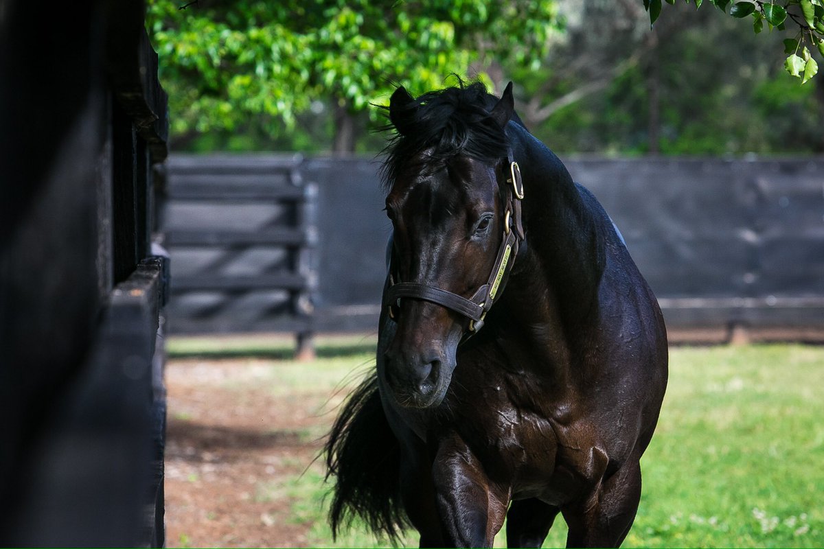 CoolmoreAus's tweet photo. Steve Brem after buying Lot 230 for $75k i/f to the Champion 2yo son of Scat Daddy for @BurnewangNorth "I love No Nay Never!" #2yoSpeed https://t.co/osGebtsAbO