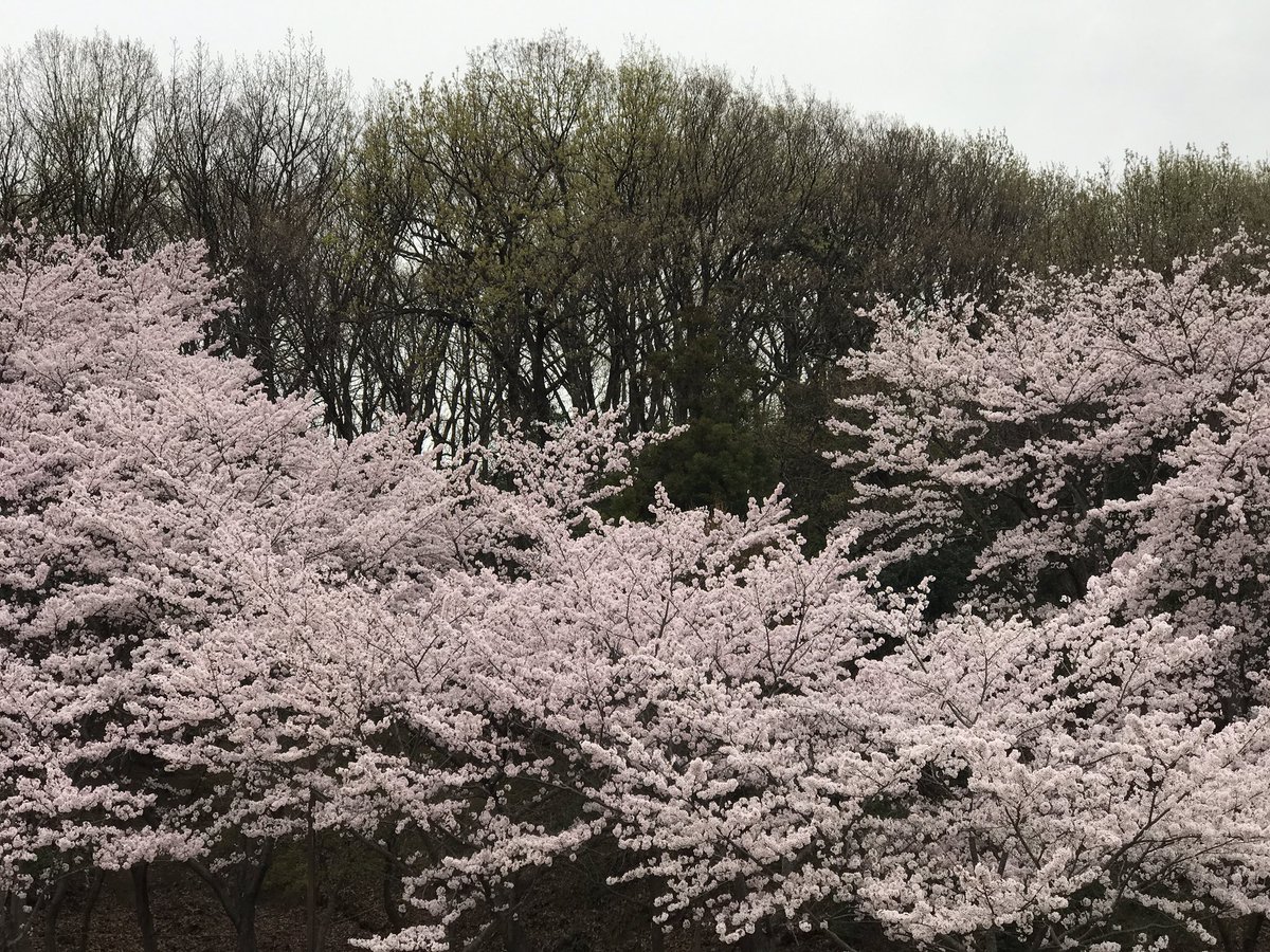 hohoemimake's tweet photo. 「我が家近隣の公園にお花見に…『桜の効能』」
 ⇒ https://t.co/dMgxa93c2R #アメブロ @ameba_officialさんから https://t.co/roeuZnJ4qo