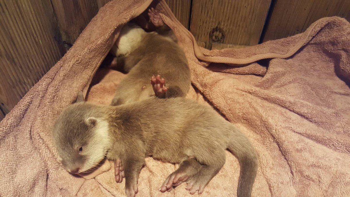 ala_ive_aqua's tweet image. 매일 점심때 쯤 오려고 노력하고 있는데 참... 현생이 저를 가만 놔두지 않네요 흑흑 ㅜㅡㅜ 오늘은 이브가 처음 눈을 뜬 날 찍은 사진 두장이에요. 
얼라랑 이브가 자는 모습이랑 이브가 눈을 게슴츠레 ㅋㅋ 뜬 모습입니다!